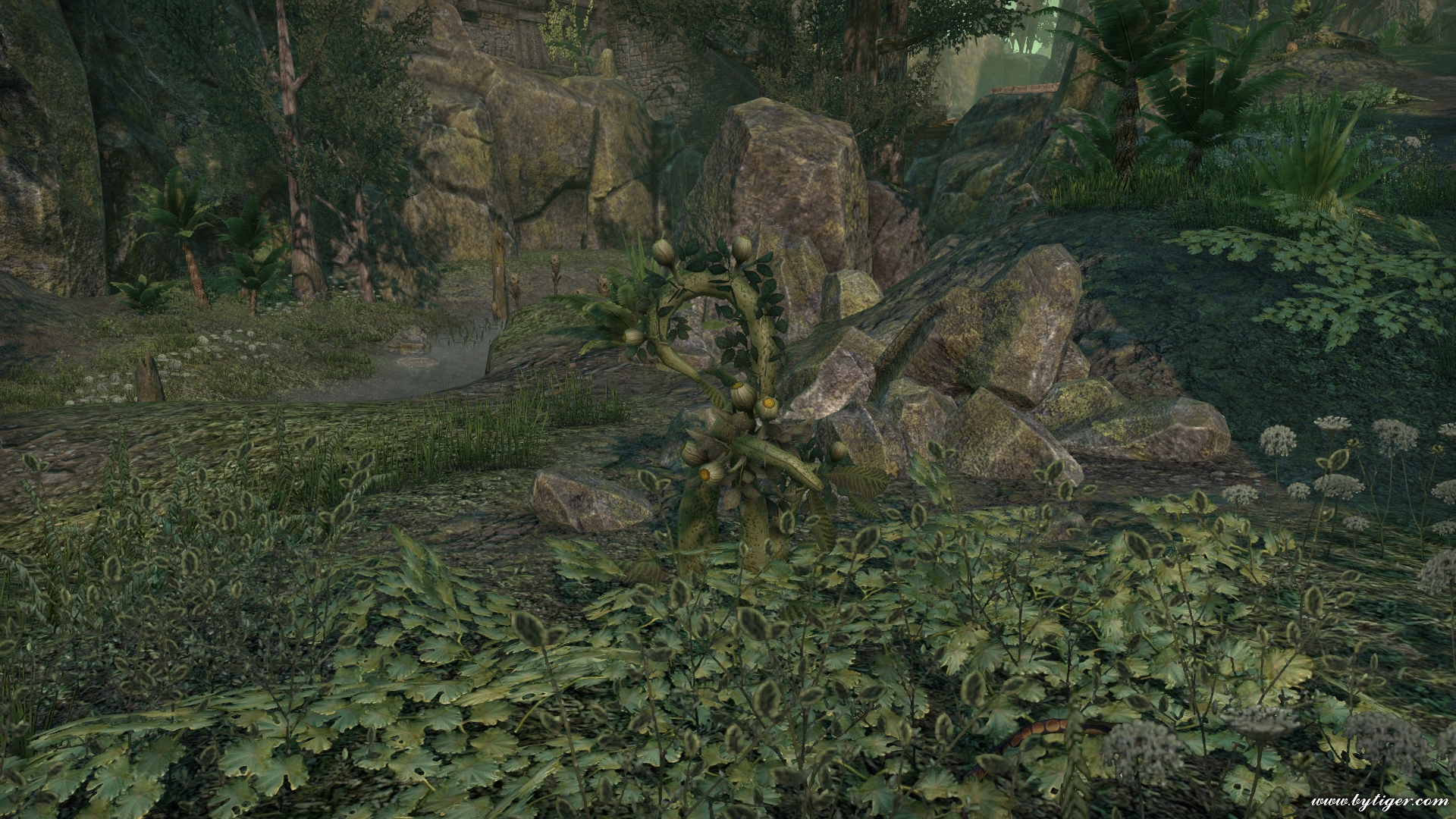 Blackwoods Borderlands