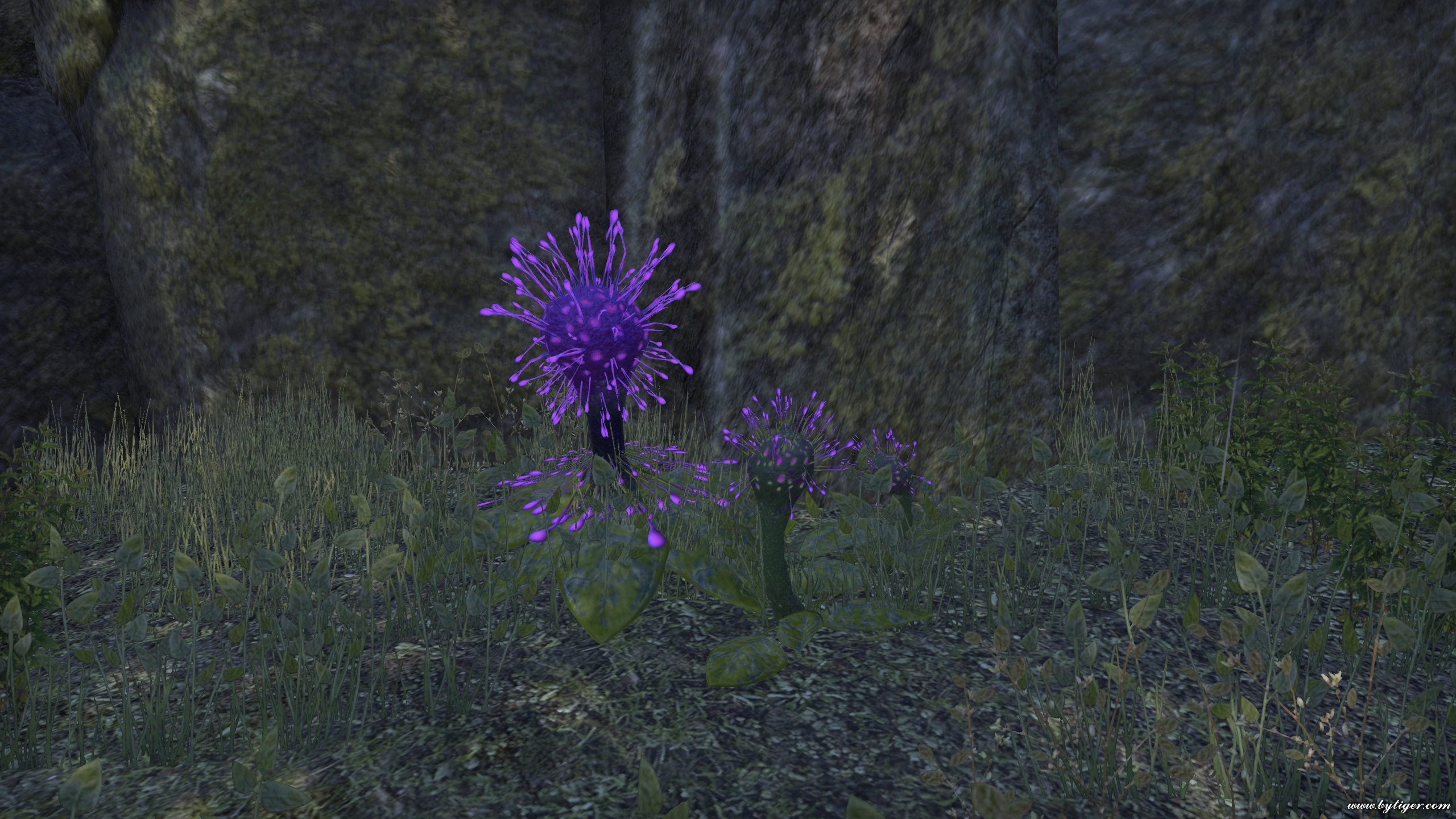 Plant of Murkmire
